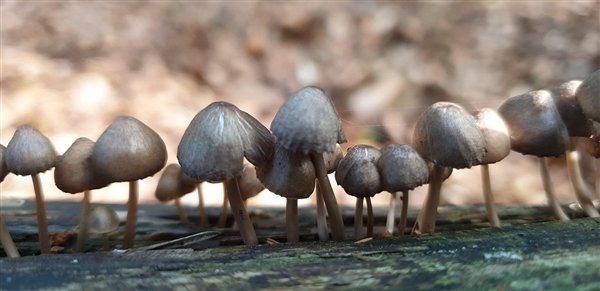 这些蔬菜简直是“天然味精”：加水煮能鲜掉你的眉毛